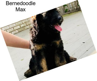 Bernedoodle Max