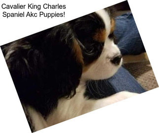 Cavalier King Charles Spaniel Akc Puppies!