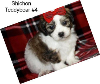 Shichon Teddybear #4