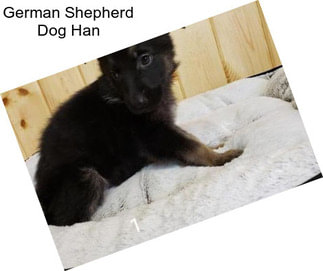 German Shepherd Dog Han