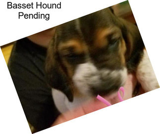 Basset Hound Pending