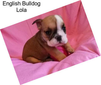 English Bulldog Lola