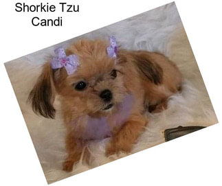 Shorkie Tzu Candi