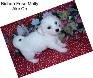 Bichon Frise Molly Akc Ch