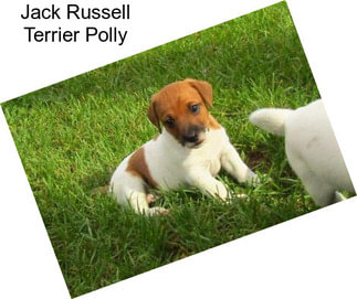 Jack Russell Terrier Polly