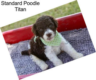 Standard Poodle Titan