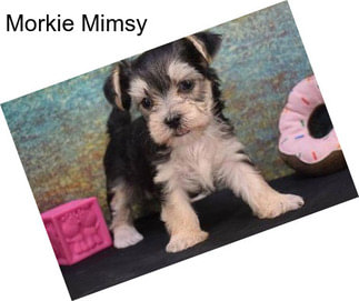 Morkie Mimsy