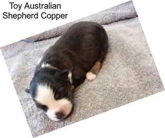 Toy Australian Shepherd Copper