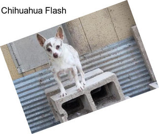 Chihuahua Flash