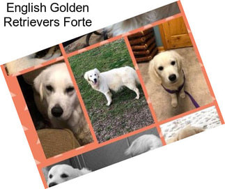 English Golden Retrievers Forte