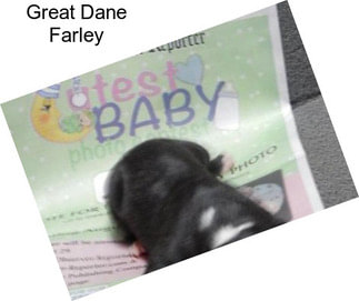 Great Dane Farley