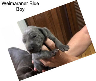 Weimaraner Blue Boy