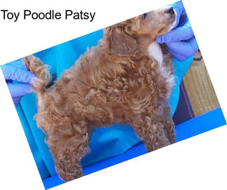 Toy Poodle Patsy
