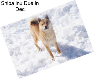 Shiba Inu Due In Dec