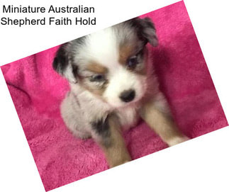 Miniature Australian Shepherd Faith Hold