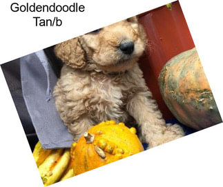 Goldendoodle Tan/b