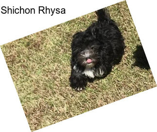 Shichon Rhysa