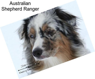 Australian Shepherd Ranger