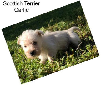 Scottish Terrier Carlie