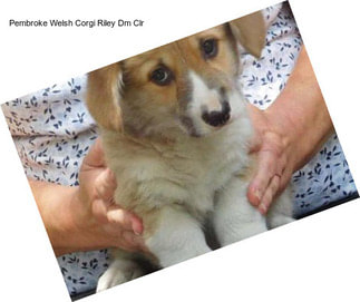 Pembroke Welsh Corgi Riley Dm Clr