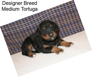 Designer Breed Medium Tortuga