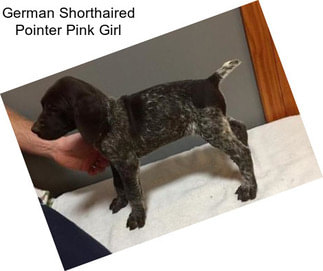 German Shorthaired Pointer Pink Girl