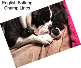 English Bulldog Champ Lines