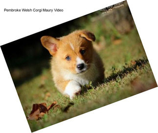 Pembroke Welsh Corgi Maury Video