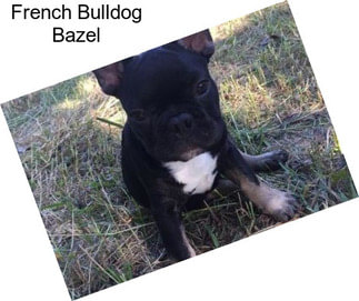 French Bulldog Bazel