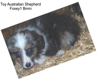 Toy Australian Shepherd Foxey1 Bmm