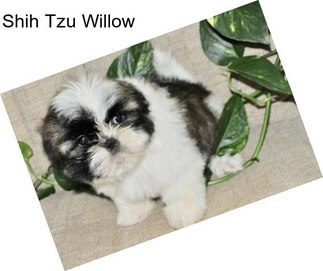 Shih Tzu Willow