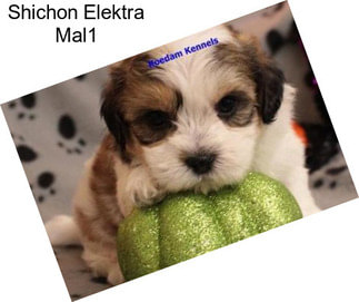 Shichon Elektra Mal1