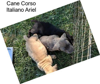 Cane Corso Italiano Ariel