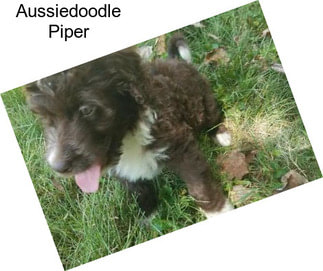 Aussiedoodle Piper