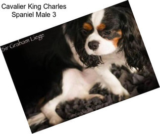 Cavalier King Charles Spaniel Male 3