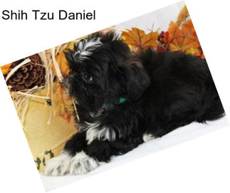 Shih Tzu Daniel