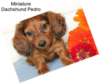 Miniature Dachshund Pedro