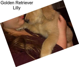 Golden Retriever Lilly