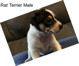 Rat Terrier Male