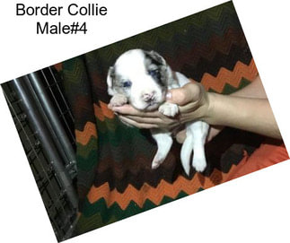 Border Collie Male#4