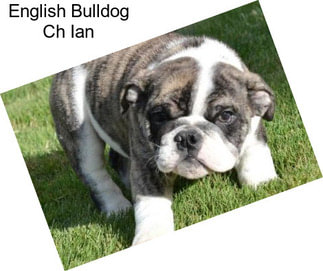 English Bulldog Ch Ian