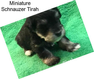 Miniature Schnauzer Tirah