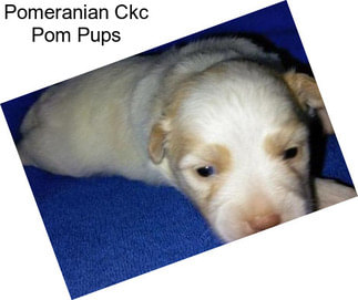 Pomeranian Ckc Pom Pups