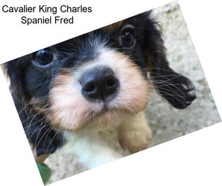 Cavalier King Charles Spaniel Fred