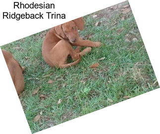 Rhodesian Ridgeback Trina