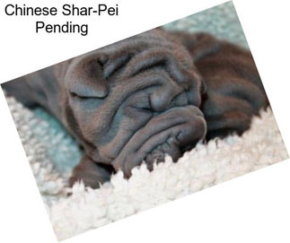 Chinese Shar-Pei Pending