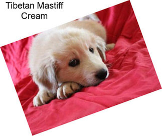 Tibetan Mastiff Cream