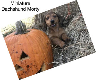 Miniature Dachshund Morty