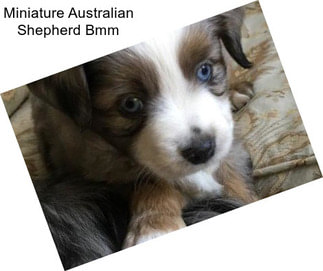 Miniature Australian Shepherd Bmm