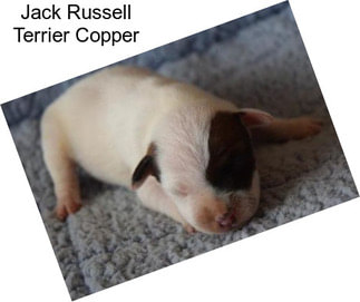 Jack Russell Terrier Copper
